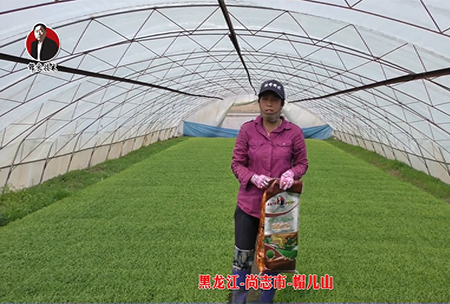 黑龍江-尚(shang)誌市-戼兒山